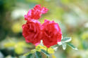 Rose Garden